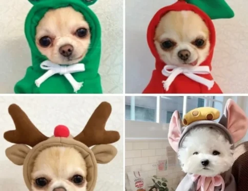 Disfraz de sudadera con capucha de invierno para mascota pequeña y mediana