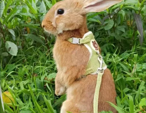 El más nuevo y lindo juego de arnés y correa para conejos Bunny