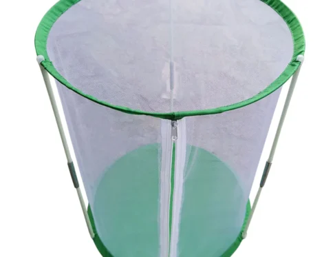 Mariposa Insecto Jaula Observación Mariposas Hábitat Niños