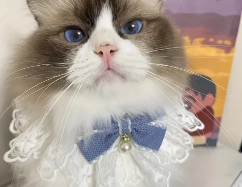 Babero decorativo para mascotas, bufanda de saliva